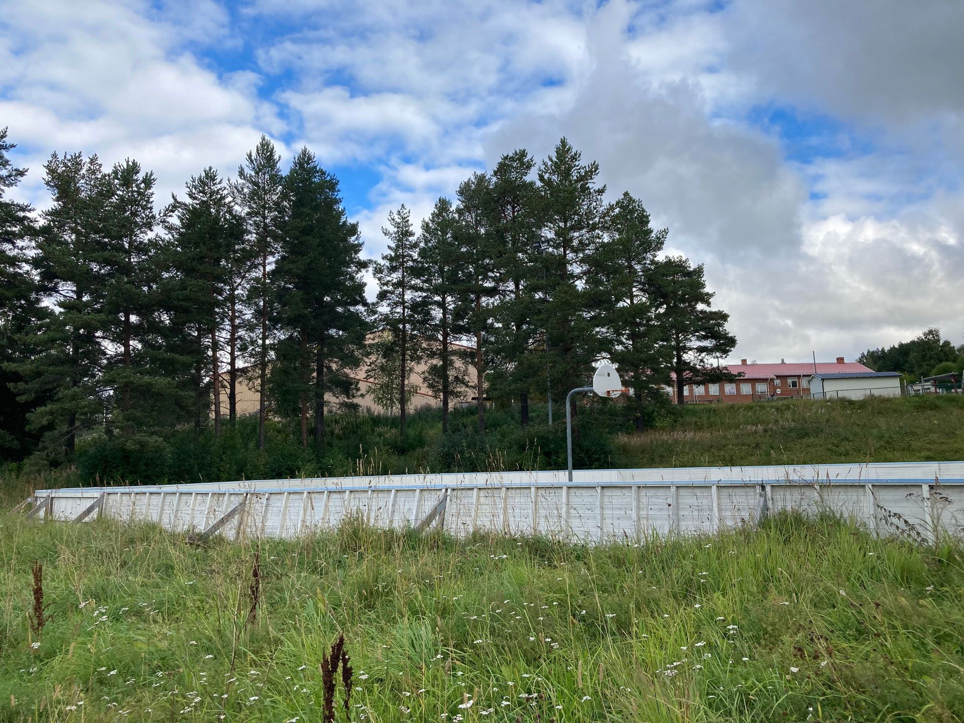 Foto tagit i norra delen av planområdet med utblick åt söder. Fotot visar den slänt med isrink kvävegynnad vegetation i förgrunden sa,t de tallar som finns i den västra delen av slämnten. Skolgbyggnaden  tegel skymtas till höger i fotot.r